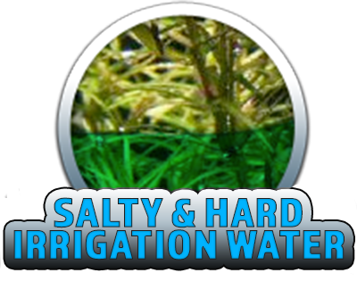 irrigation